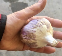 garlic